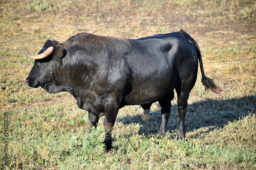 Fototapeta Naklejka Na Ścianę i Meble -  toro negro español con grandes cuernos