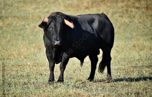 a strong bull on the spanish cattle farm