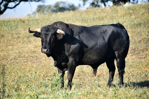 a strong bull on the spanish cattle farm