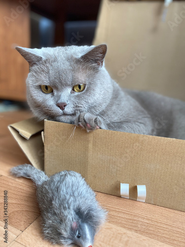 the grey cat British breed with large yellow eyes looks at the camera from the box. Cat play with toy mouse. Charis,atic british cat