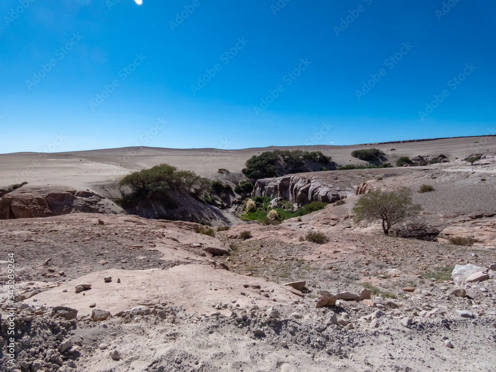 Mini forests fed by groundwater in the surroundings of San Pedro de Atacama Mini forests fed by groundwater in the surroundings of San Pedro de Atacama