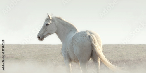 Fototapeta White horse in the fog stands and looks around