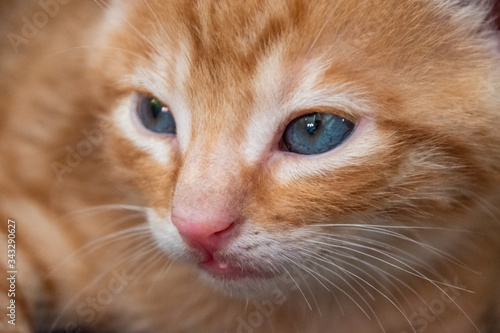 ROSTRO DE GATO 