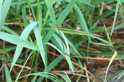 Close up shot of two Damselfly mating