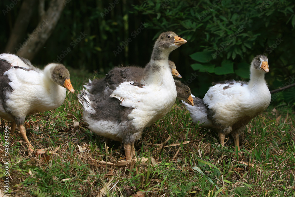 Close up shot of group of young goose Close up shot of group of young goose