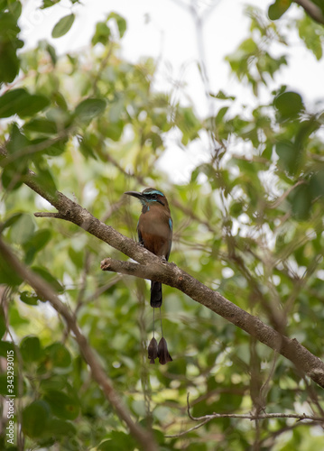 Turquoise Browed Motmot