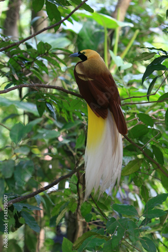 Close up shot of the Raggiana bird-of-paradise photo