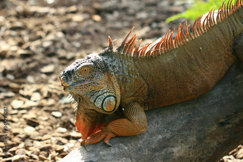 Close up shot of a huge Iguana