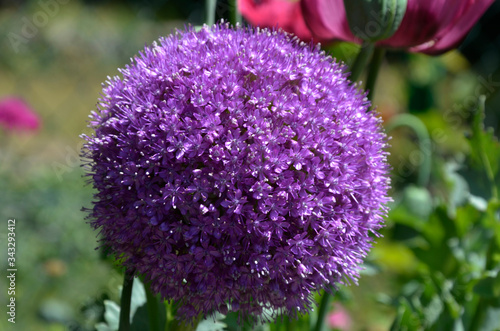 Allium giganteum
