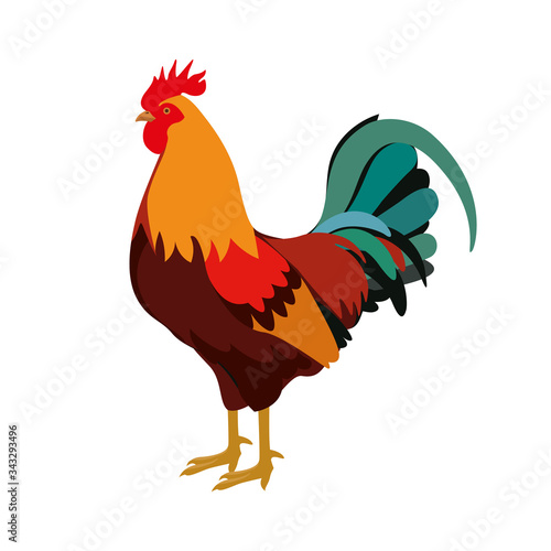 Farm animals cock rooster vector photo