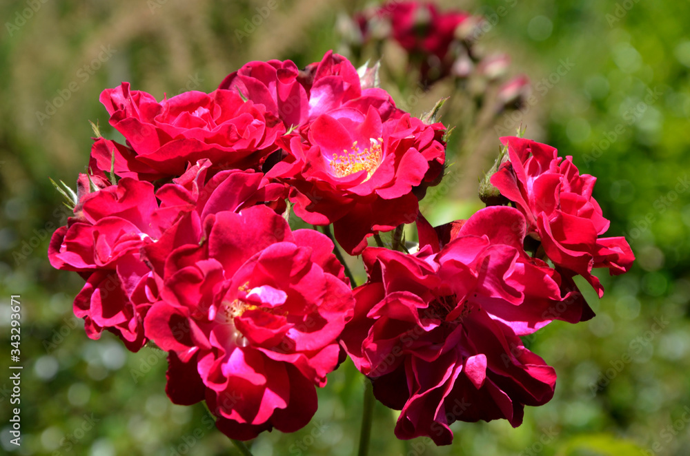 Rosa doble Rosa doble