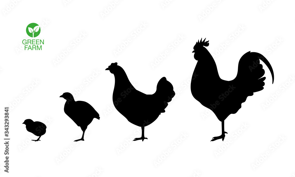 Farm animals hen cock rooster chicken chick broiler icon set Farm animals hen cock rooster chicken chick broiler icon set