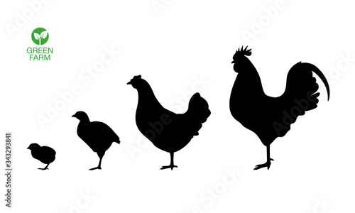 Farm animals hen cock rooster chicken chick broiler icon set