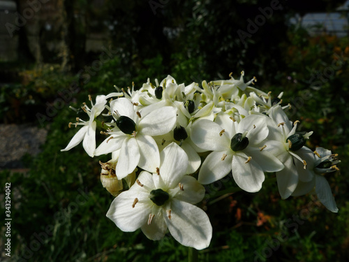 Close up shot of Ornithogalum arabicum blossom photo