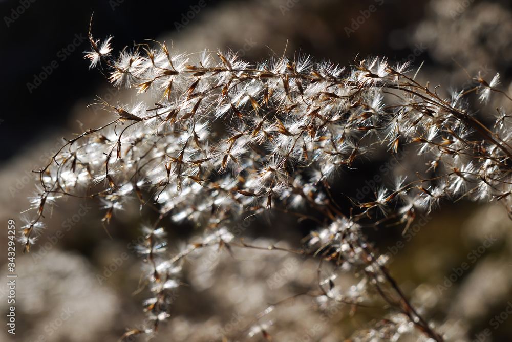 Obraz premium Close up shot of silvergrass