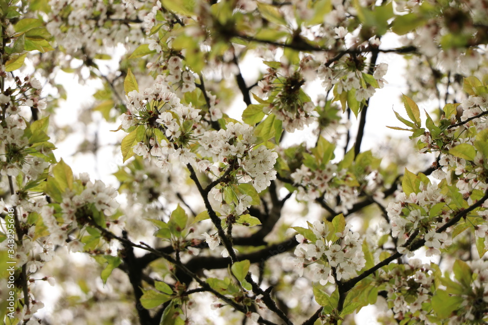 Look up! The flowers are there Look up! The flowers are there