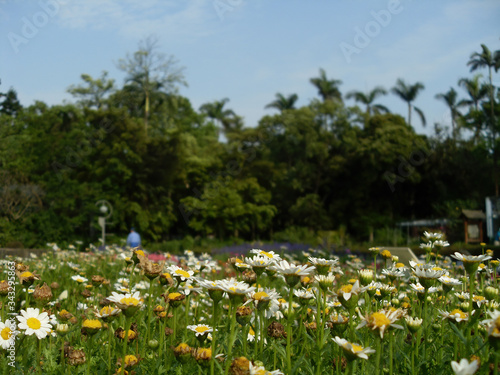 Close up shot of the beautiful Chamomile blossom photo