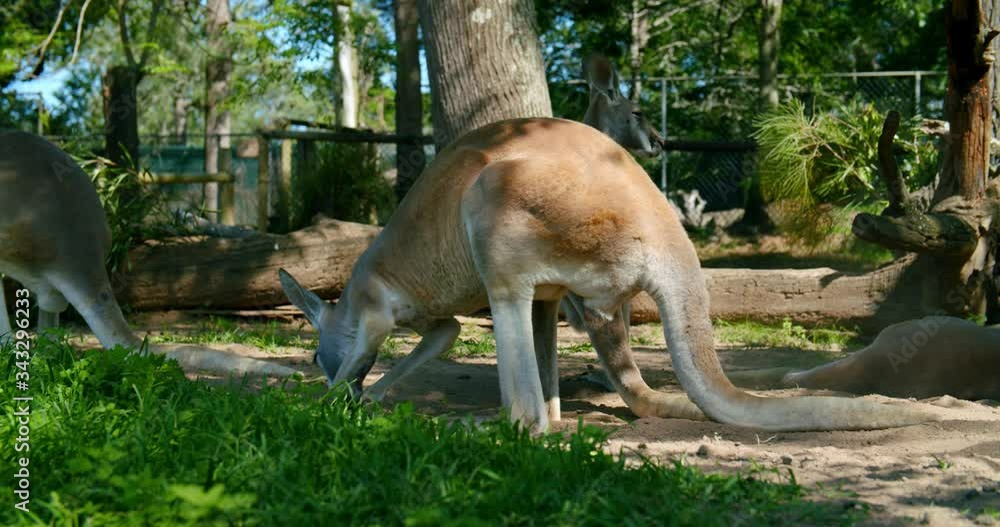 Red Kangaroo Searching For Food, Digs In The Grass and Dirt Red Kangaroo Searching For Food, Digs In The Grass and Dirt