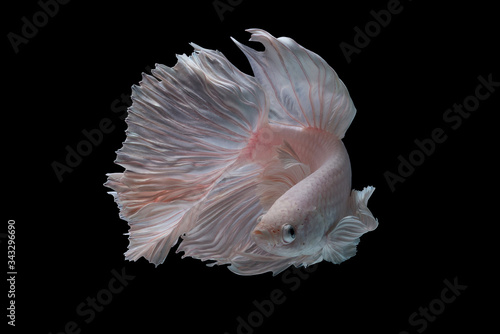 White fighting fish ,Beautiful colors"Halfmoon Betta" capture the moving moment beautiful of siam betta fish in thailand on black background © NITIKAN T.