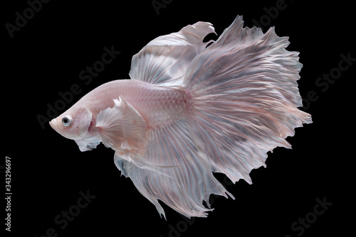 White fighting fish ,Beautiful colors