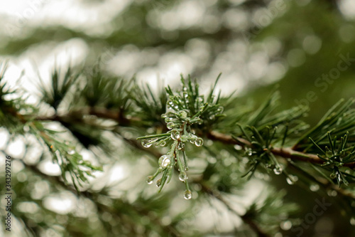 Close up of a pine branch under the rain © Fernando