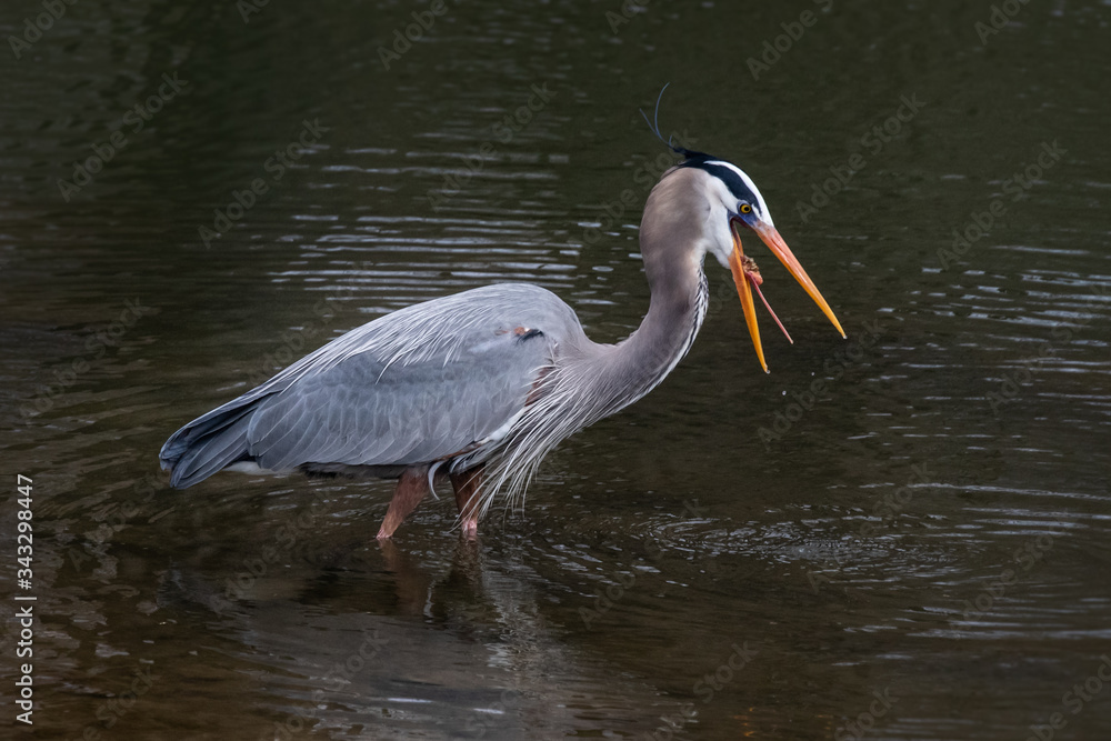 Fototapeta premium Close up of a Great Blue Heron feeding in the waters of Tulpehocken Creek