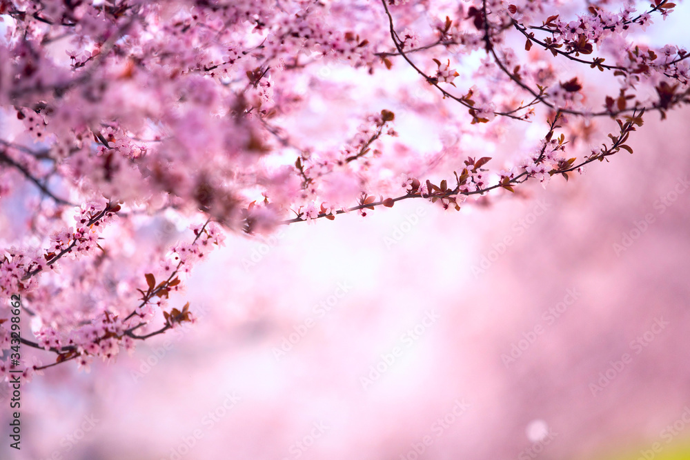 Obraz premium Spring blossom of purple sakura against blue sky. Beautiful nature scene with blooming tree and sun flare. Cherry, sakura, apricot, almond blossom trees with pink Spring flowers.