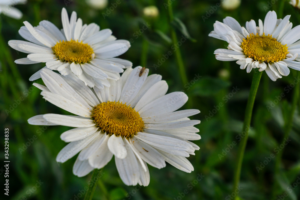 Closeup view of white daisy in the garden during summer season in Patagonia Closeup view of white daisy in the garden during summer season in Patagonia