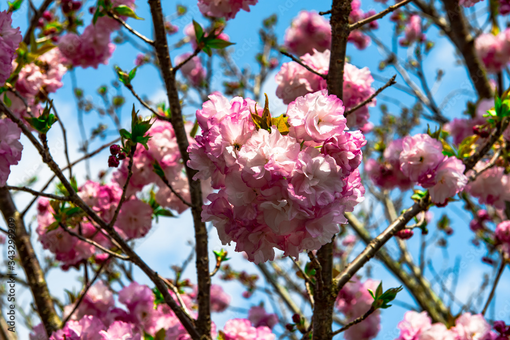 真玉の八重桜