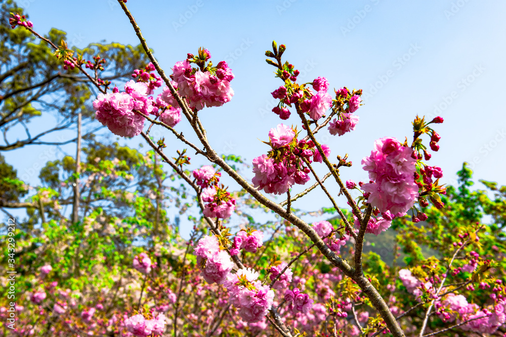 真玉の八重桜