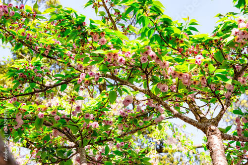 真玉の八重桜