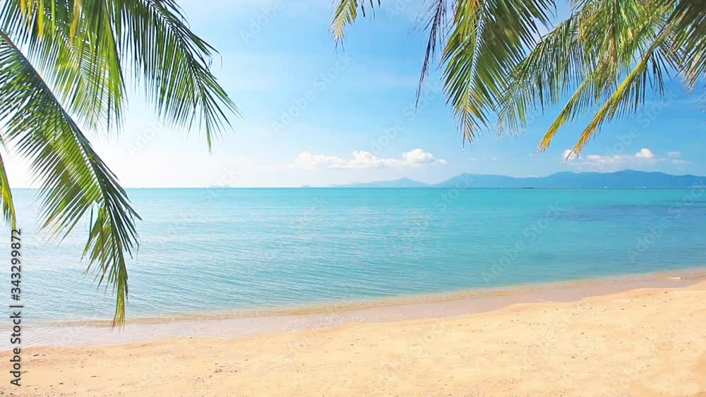 tropical beach and palm tree tropical beach and palm tree