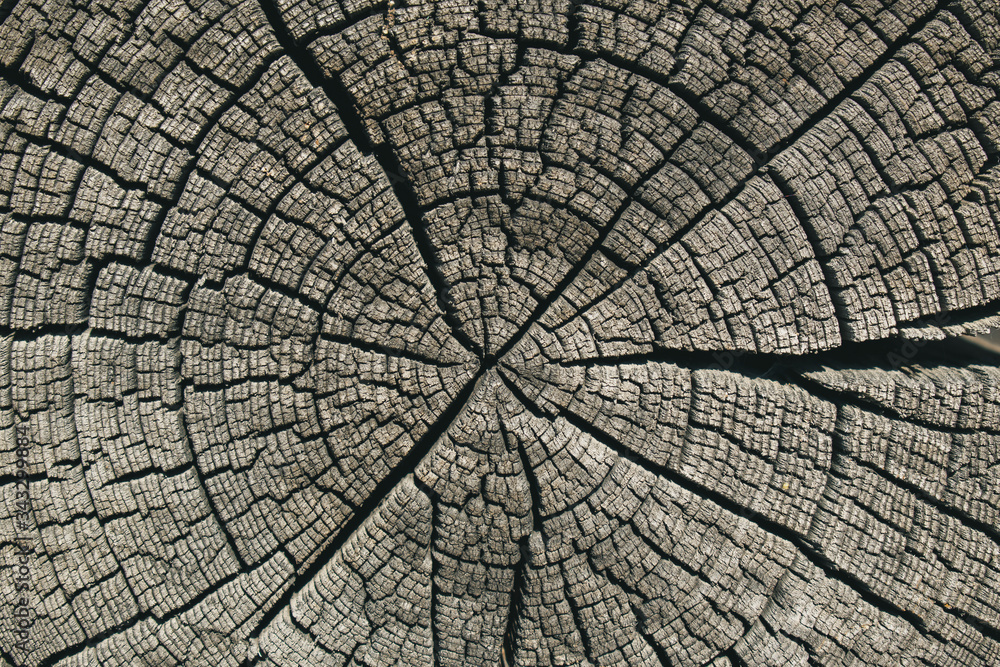 Fototapeta premium Butt of old log for backdrop. Textured old tree. Radial and annular cracks. Color Schooner, Hue Brown.