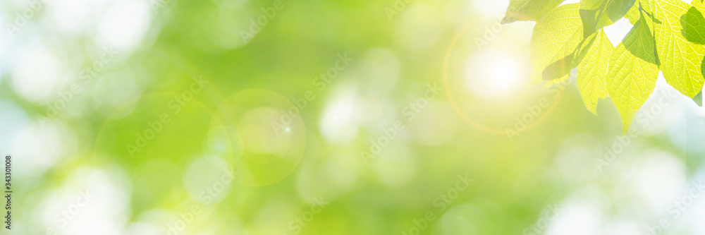 新緑の季節のイメージ（新しく芽吹いた若い黄緑色の葉）、明るい未来、新しいスタート、幸せ、などのイメージ