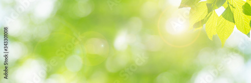 新緑の季節のイメージ（新しく芽吹いた若い黄緑色の葉）、明るい未来、新しいスタート、幸せ、などのイメージ