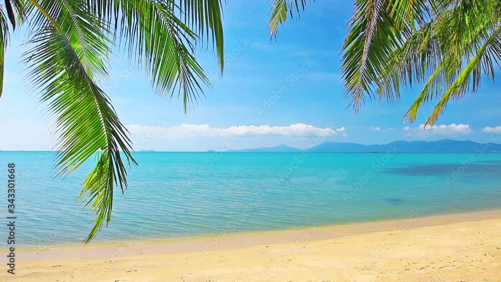 tropical beach and palm tree tropical beach and palm tree
