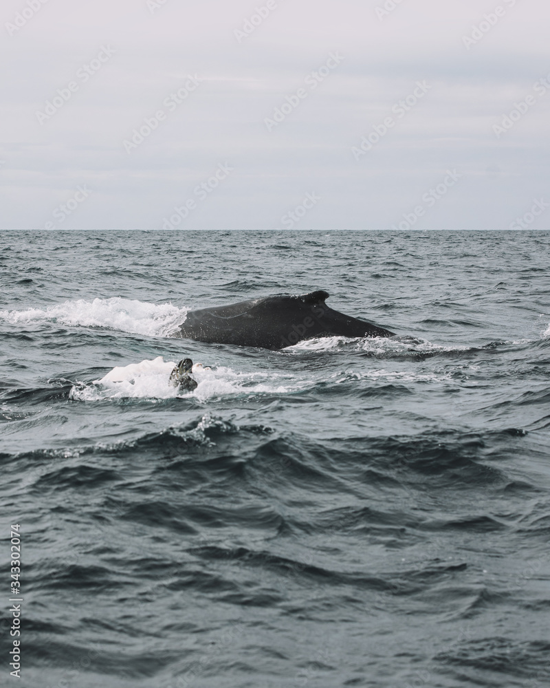 Whales in Newfoundland Whales in Newfoundland