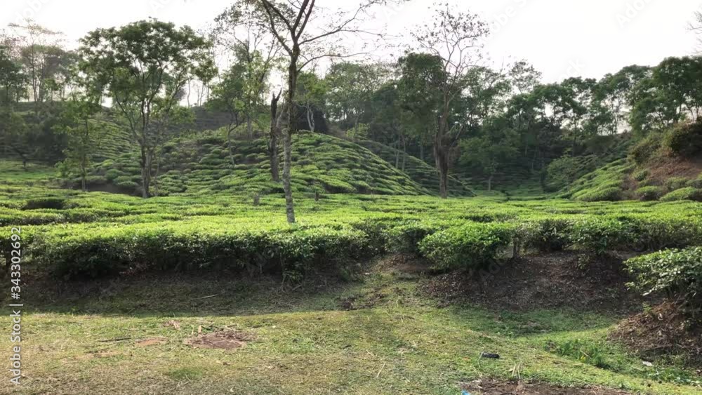 Tea gardens in Sylhet of Bangladesh Tea gardens in Sylhet of Bangladesh