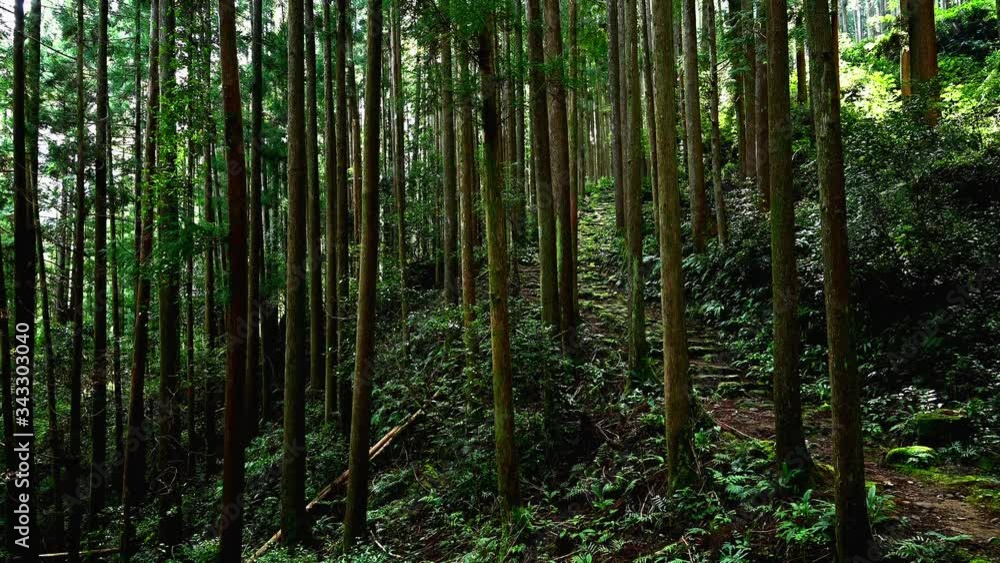 熊野古道大雲取越の杉林と古道
熊野古道大雲取越の杉林と古道