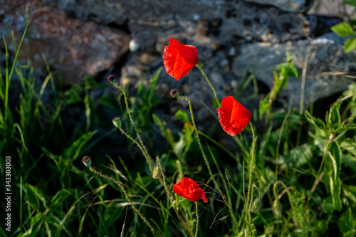 Poppies on a gray stone. Art photography. Poppies blooms in springtime. Nature wallpaper blurred backdrop. Shallow depth of field.