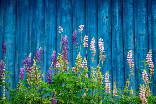 Papier peint lupine flowers on blue wooden background