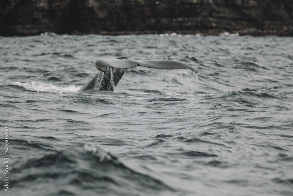Obraz premium Whales in Newfoundland