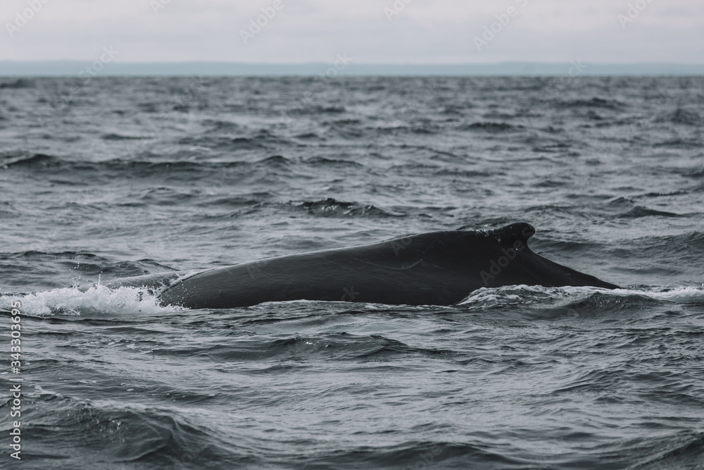 Obraz premium Whales in Newfoundland