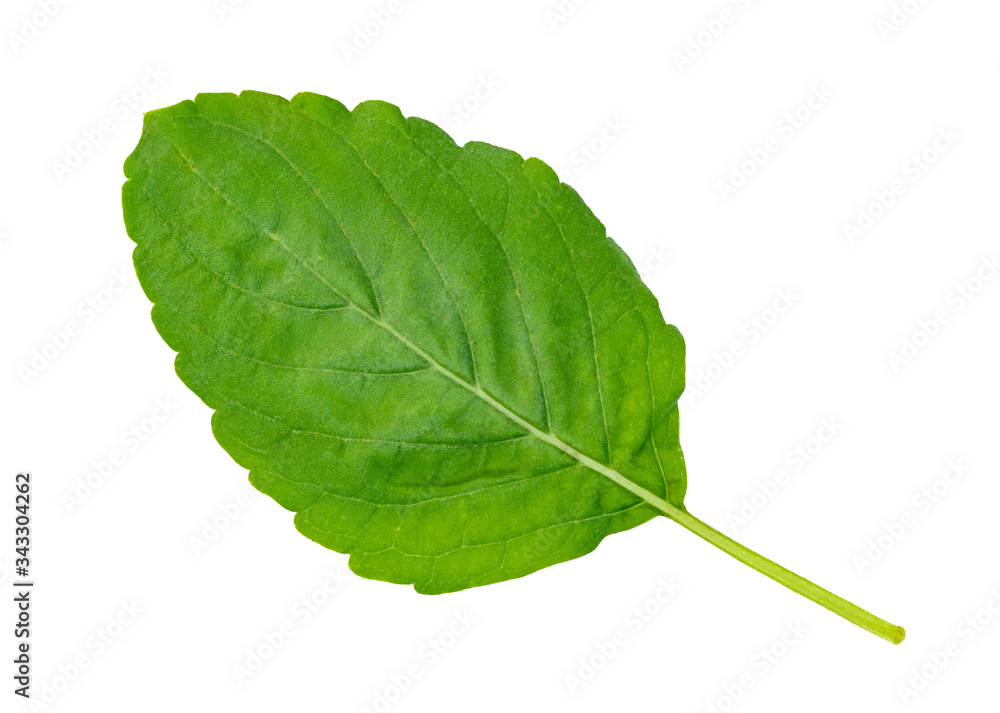 Fototapeta premium Holy Basil leaf or thai basil or Ocimum sanctum isolated on white background ,Green leaves pattern