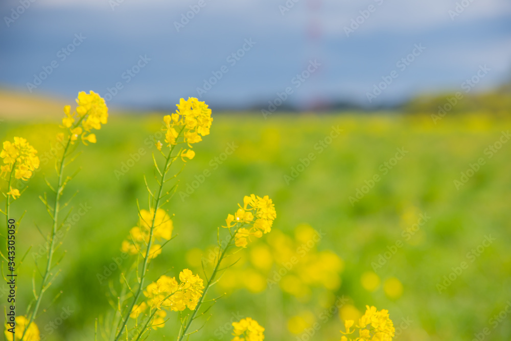 Obraz premium 菜の花