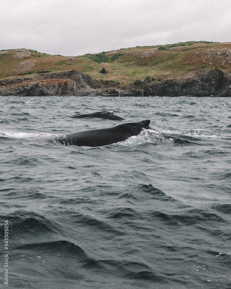 Fototapeta premium Whales in Newfoundland