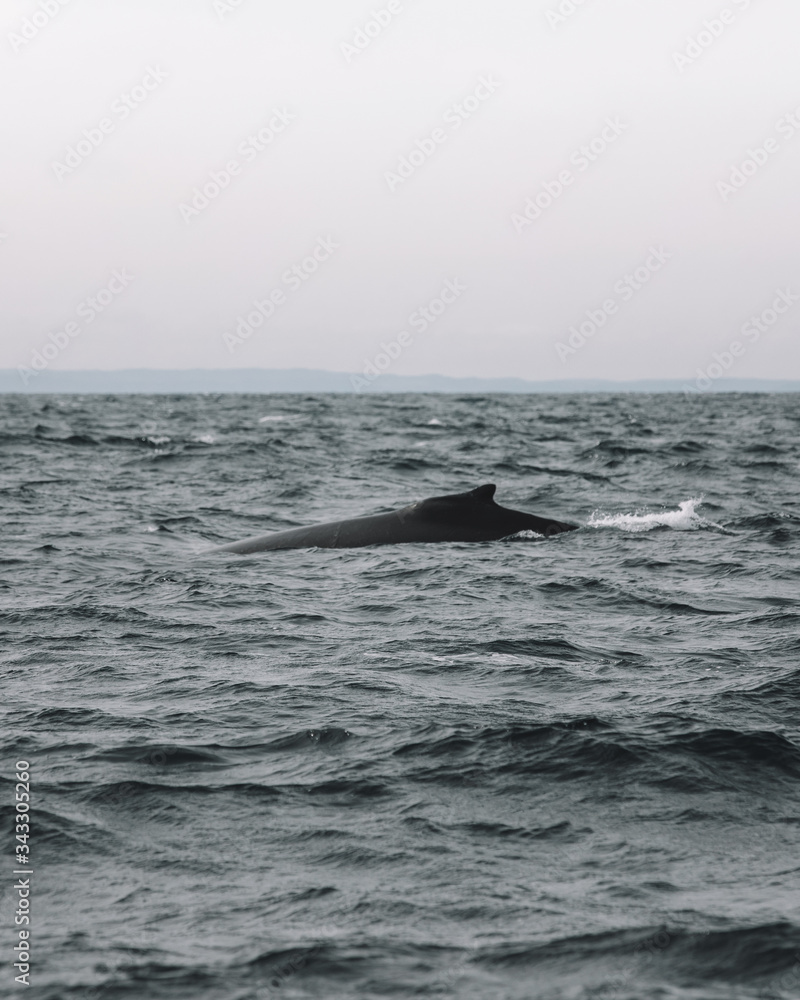 Whales in Newfoundland