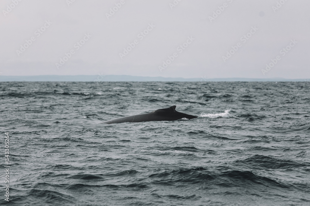 Fototapeta premium Whales in Newfoundland