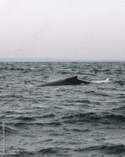 Whales in Newfoundland © diografic