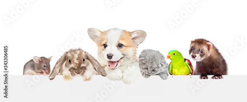 Large group of pets over empty white banner. isolated on white background. Empty space for text